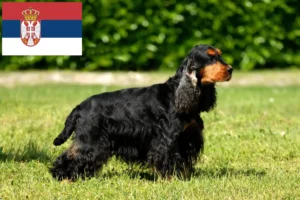 Read more about the article Hodowcy i szczenięta cocker spaniel angielski w Serbia