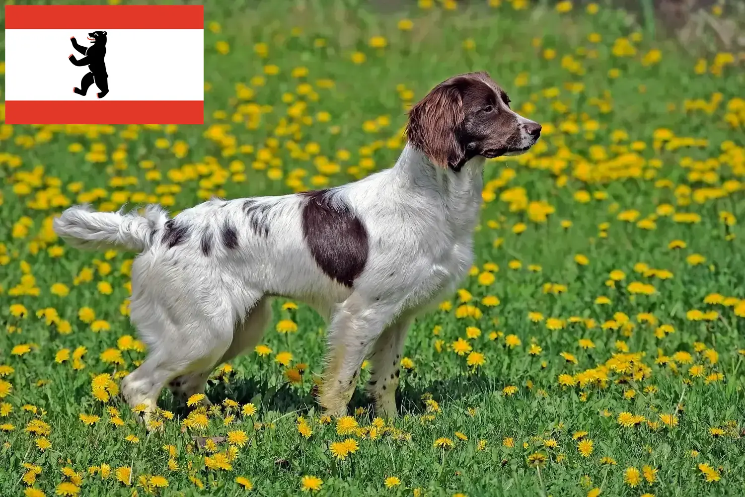 Springer spaniel angielski szczenięta i hodowcy Berlin Tutaj znajdą Państwo hodowców Springer spanieli angielskich w Berlin.