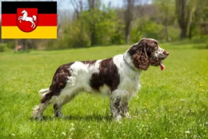 Read more about the article Hodowcy i szczenięta Springer spaniel angielski w Dolna Saksonia