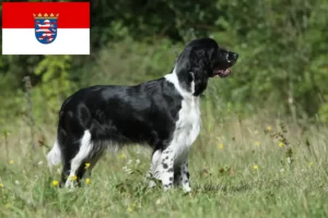 Read more about the article Springer spaniel angielski hodowcy i szczenięta w Hesja