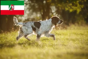 Read more about the article Springer spaniel angielski hodowcy i szczenięta w Nadrenia Północna-Westfalia