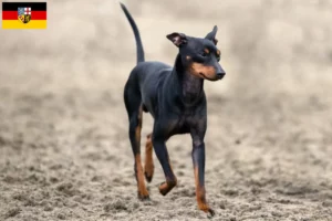 Read more about the article Hodowcy i szczenięta English Toy Terrier w Kraj Saary