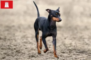 Read more about the article Hodowcy i szczenięta English Toy Terrier w Hamburg