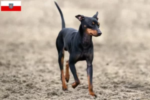 Read more about the article Hodowcy i szczenięta English Toy Terrier w Turyngia