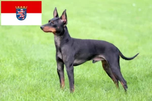 Read more about the article Hodowcy i szczenięta English Toy Terrier w Hesja