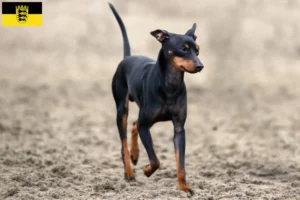 Read more about the article Hodowcy i szczenięta English Toy Terrier w Badenia-Wirtembergia