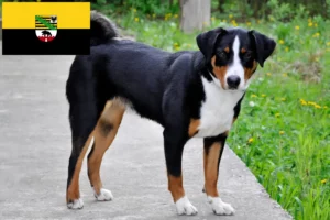 Read more about the article Appenzell Hodowca psów górskich i szczeniąt w Saksonii-Anhalt