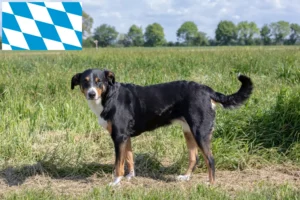 Read more about the article Appenzell Hodowca psów górskich i szczeniąt w Bawarii