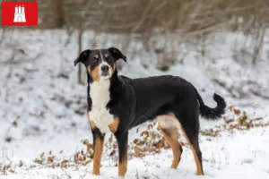 Read more about the article Appenzell Hodowca psów górskich i szczeniąt w Hamburgu