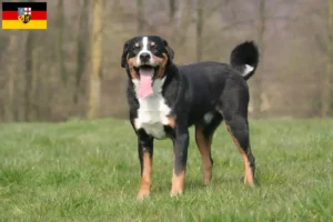 Read more about the article Appenzell Hodowca psów górskich i szczeniąt w Kraju Saary