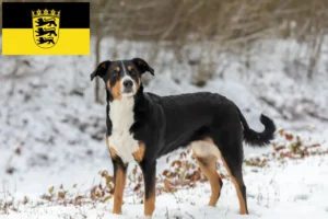 Read more about the article Appenzell Hodowca psów górskich i szczeniąt w Badenii-Wirtembergii