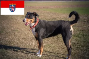 Read more about the article Appenzell Hodowca psów górskich i szczeniąt w Hesji