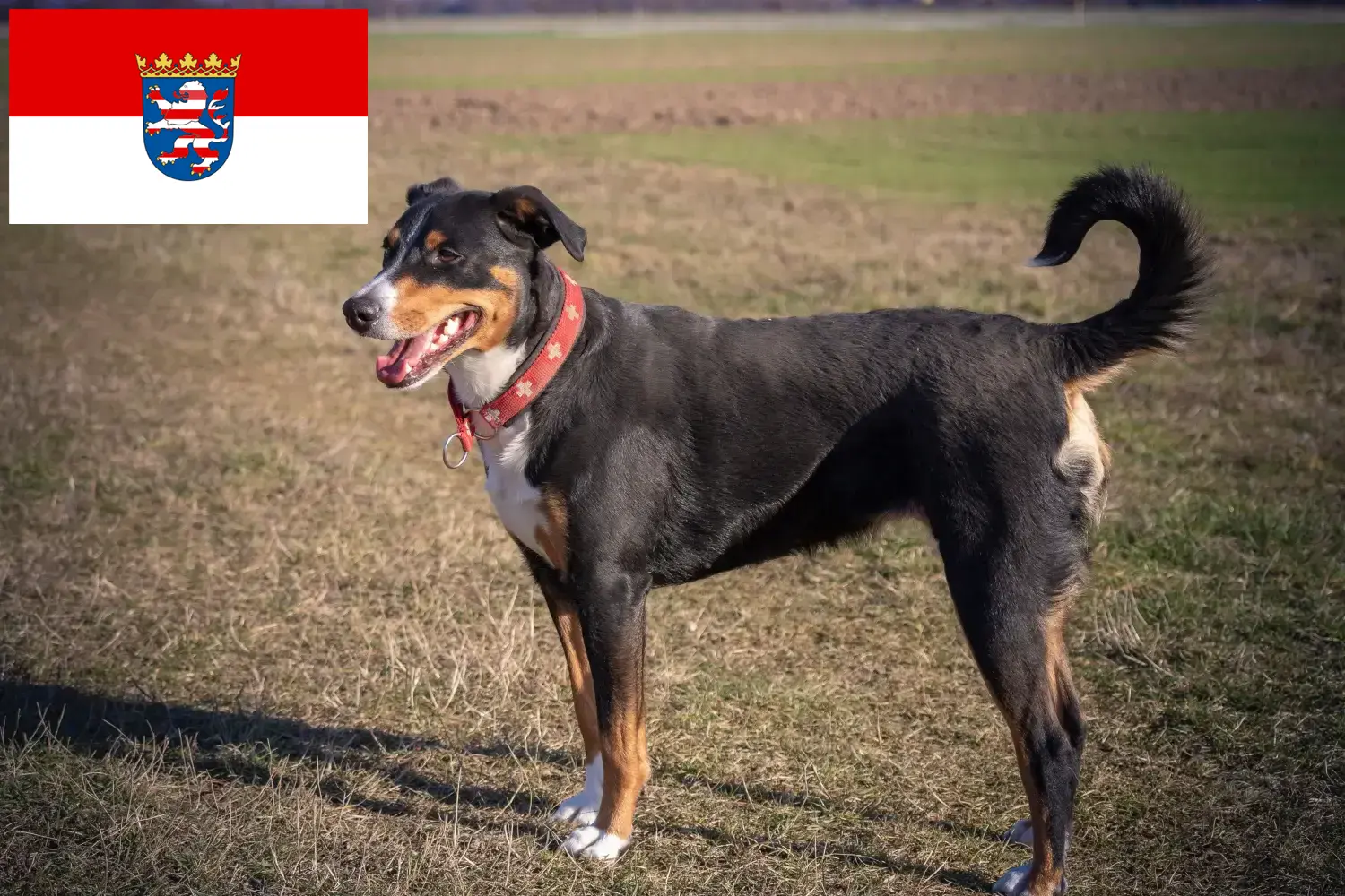 Read more about the article Appenzell Hodowca psów górskich i szczeniąt w Hesji