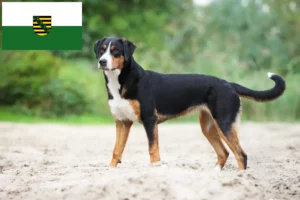 Read more about the article Appenzell Hodowca psów górskich i szczeniąt w Saksonii