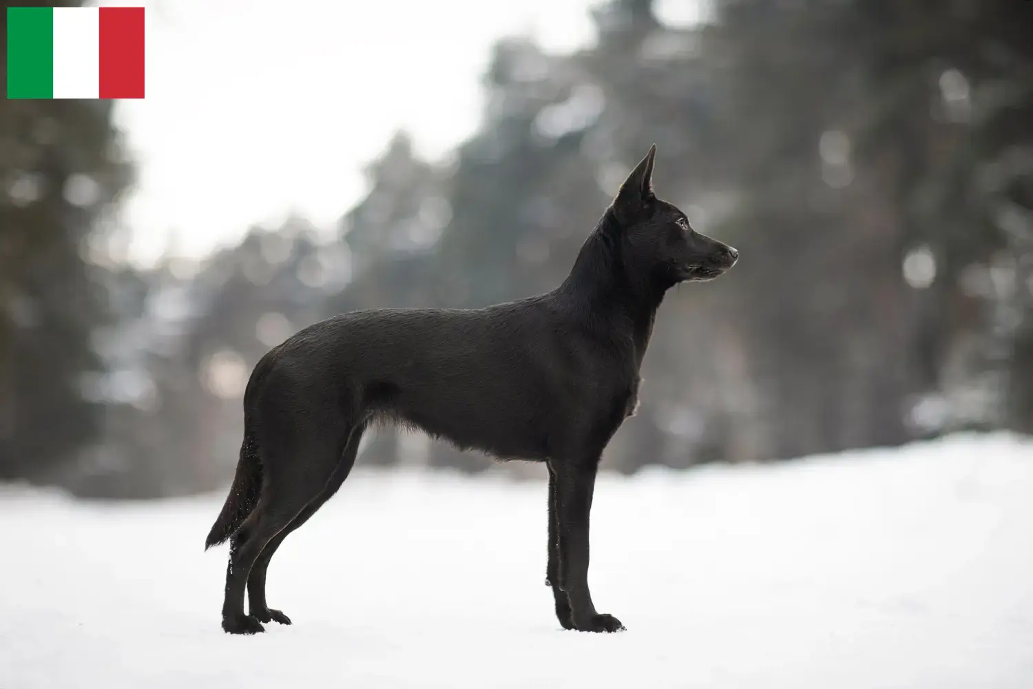 Kelpie australijskie szczenięta i hodowcy Włochy Tutaj znajdziesz hodowców australijskich kelpie w Włochy.