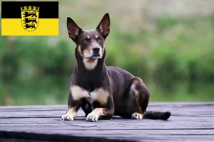 Read more about the article Hodowcy i szczenięta Australian Kelpie w Badenia-Wirtembergia