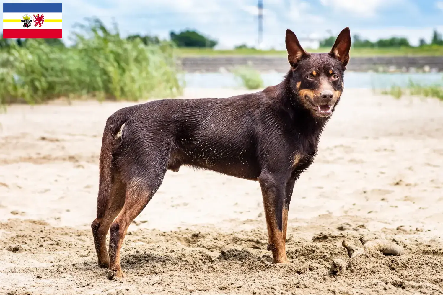 Szczenięta kelpie australijskie i hodowcy Meklemburgia-Pomorze Przednie Tutaj znajdą Państwo australijskich kelpie hodowców w Mecklenburg-Vorpommern.