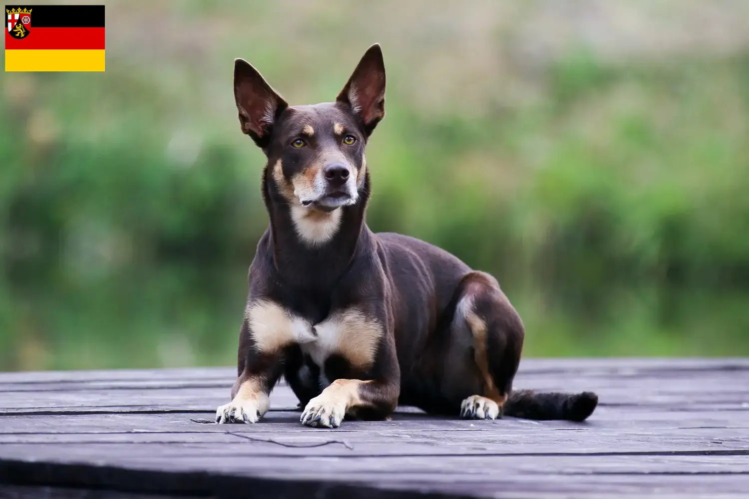 Szczenięta kelpie australijskie i hodowcy Nadrenia-Palatynat Tutaj znajdziesz hodowców australijskich kelpie w Nadrenia-Palatynat.