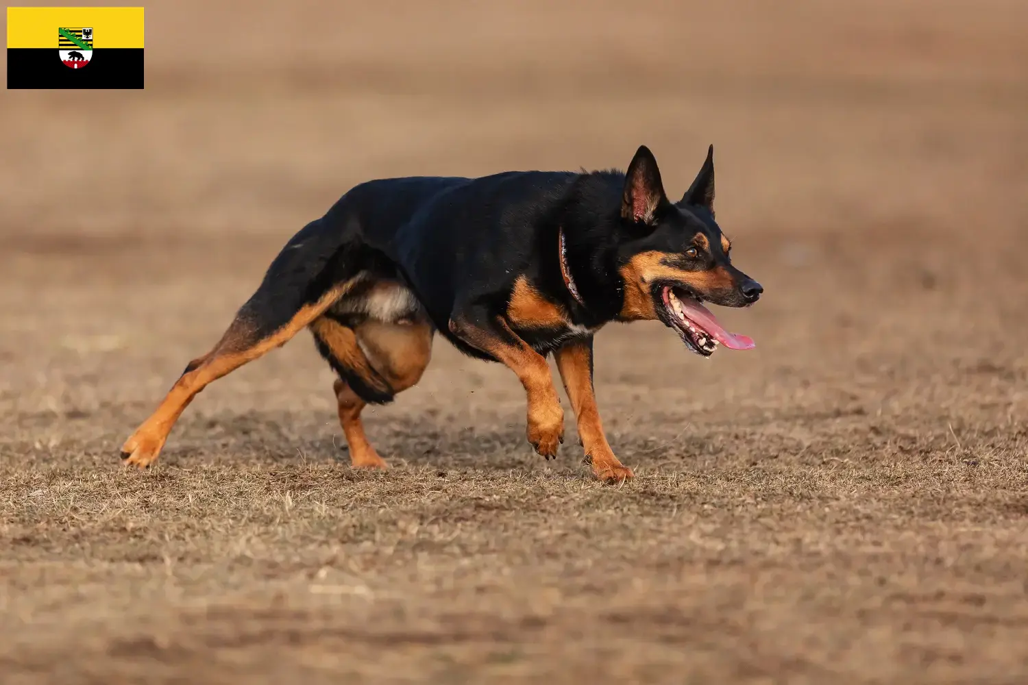 Read more about the article Hodowcy i szczenięta Australian Kelpie w Saksonia-Anhalt