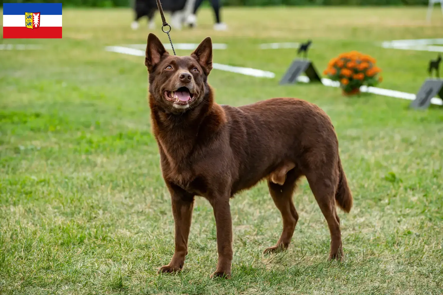 Read more about the article Hodowcy i szczenięta Australian Kelpie w Szlezwik-Holsztyn