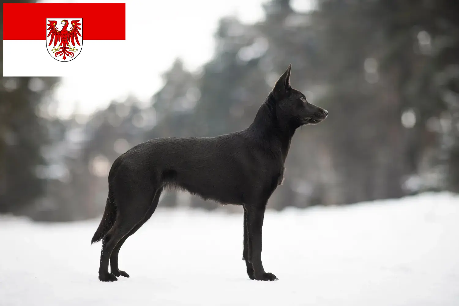 Szczenięta i hodowcy Australian Kelpie Brandenburg Tutaj znajdą Państwo australijskich kelpie hodowców w Brandenburg.