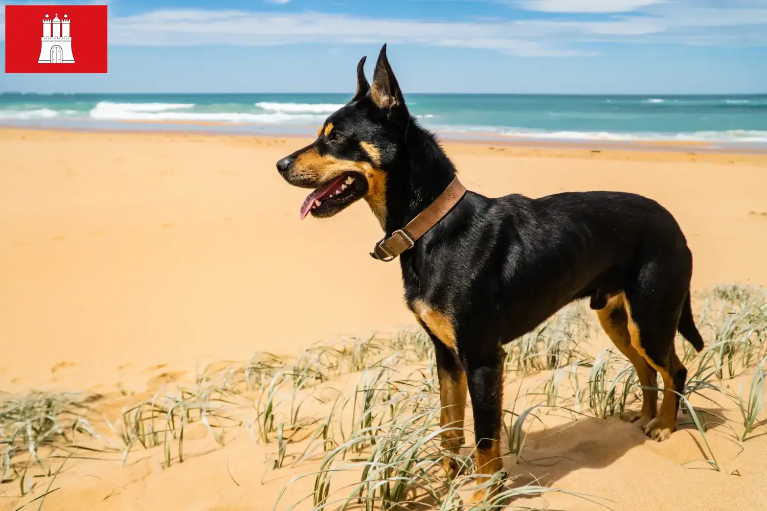 Szczenięta i hodowcy Australian Kelpie Hamburg Znajdź hodowców Australian Kelpies w Hamburg tutaj.