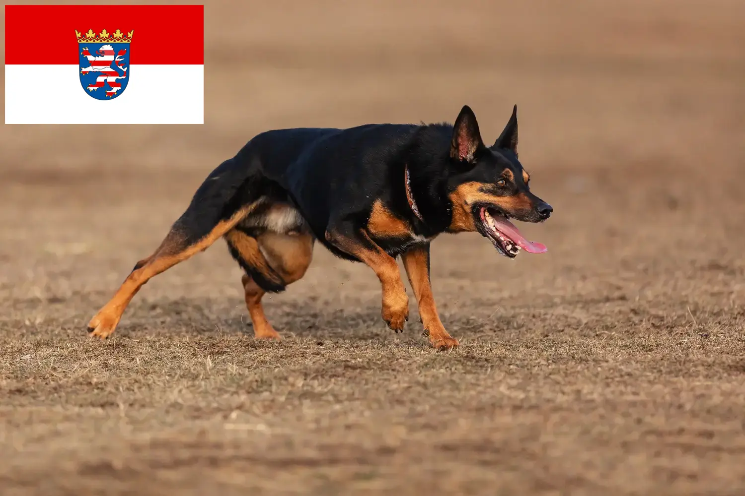 Australijskie kelpie szczenięta i hodowcy Hesja Tutaj znajdą Państwo australijskich kelpie hodowców w Hesja.