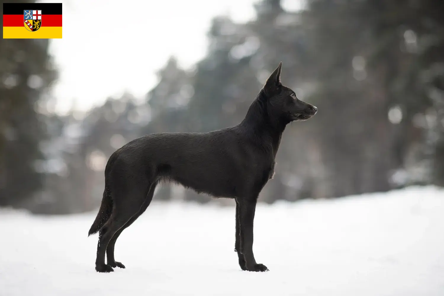 Szczenięta kelpie australijskie i hodowca Saara Tutaj znajdziesz hodowców australijskich kelpie w Saara.