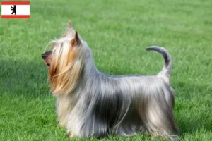 Read more about the article Australian Silky Terrier hodowcy i szczenięta w Berlin