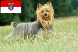 Read more about the article Hodowcy i szczenięta australijski jedwabisty terier w Hesja