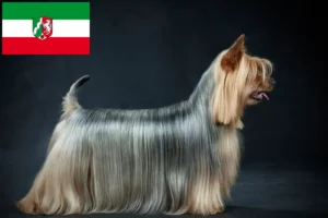 Read more about the article Hodowcy i szczenięta Australian Silky Terrier w Nadrenia Północna-Westfalia