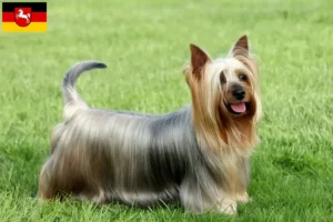 Read more about the article Hodowcy i szczenięta Australian Silky Terrier w Dolna Saksonia