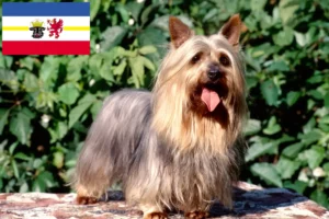 Read more about the article Australijski jedwabisty terier – hodowcy i szczenięta w Meklemburgia-Pomorze Przednie