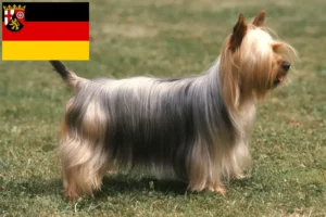 Read more about the article Hodowcy i szczenięta australijski jedwabisty terier w Nadrenia-Palatynat