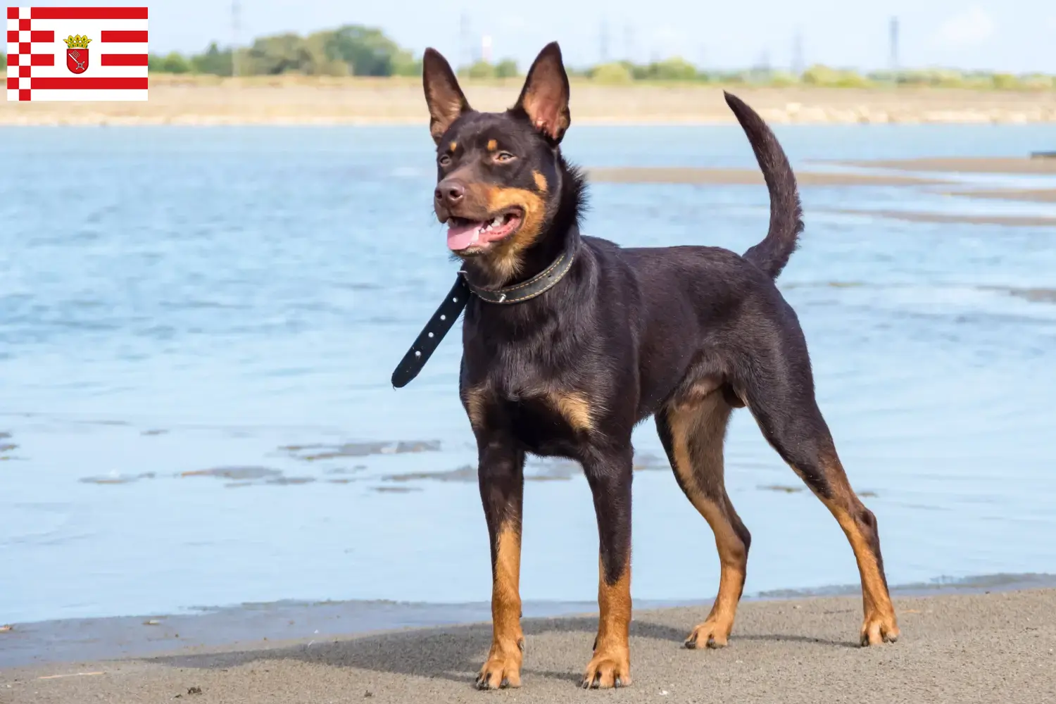 Szczenięta i hodowcy Australian Kelpie Brema Tutaj znajdą Państwo hodowców Australian Kelpies w Brema.