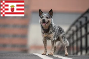 Read more about the article Australian Cattle Dog hodowcy i szczenięta w Brema