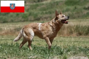 Read more about the article Hodowcy australijskich psów pasterskich i szczenięta w Turyngia