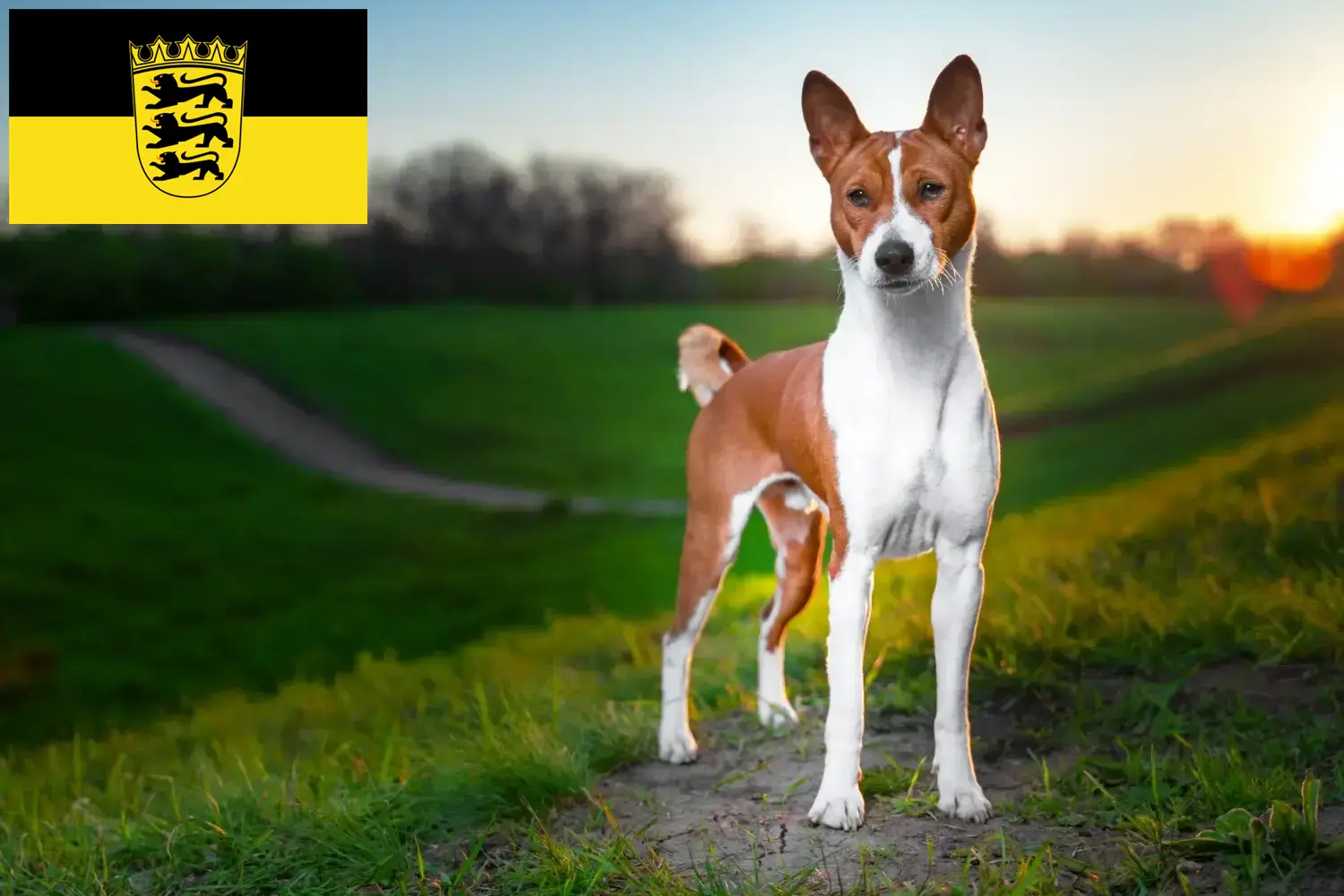 Read more about the article Hodowcy i szczenięta Basenji w Badenia-Wirtembergia