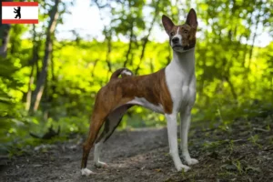 Read more about the article Hodowcy i szczenięta Basenji w Berlin