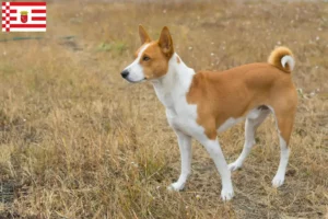 Read more about the article Hodowcy i szczenięta Basenji w Brema