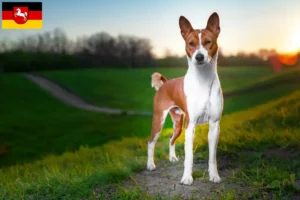 Read more about the article Hodowcy i szczenięta Basenji w Dolna Saksonia