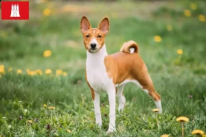 Read more about the article Hodowcy i szczenięta Basenji w Hamburg