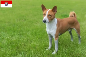 Read more about the article Hodowcy i szczenięta Basenji w Hesja