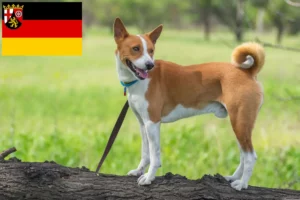 Read more about the article Hodowcy i szczenięta Basenji w Nadrenia-Palatynat