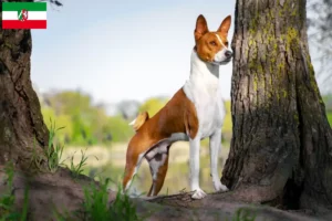Read more about the article Hodowcy i szczenięta Basenji w Nadrenia Północna-Westfalia