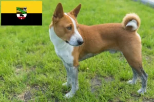 Read more about the article Hodowcy i szczenięta Basenji w Saksonia-Anhalt