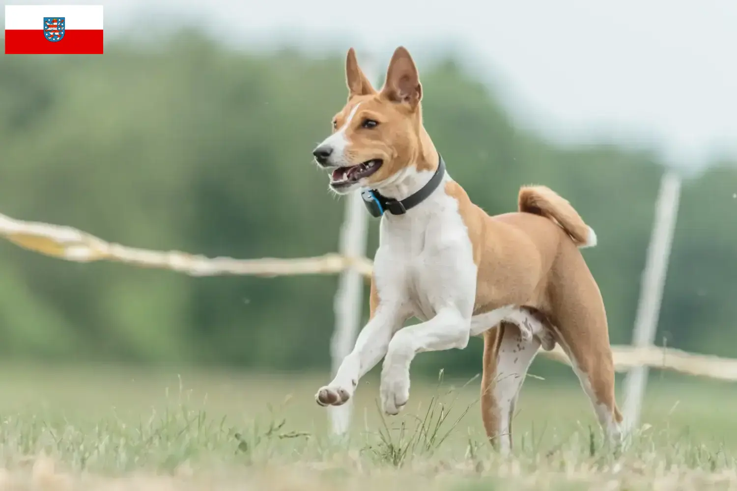 Read more about the article Hodowcy i szczenięta Basenji w Turyngia