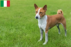 Read more about the article Hodowcy i szczenięta Basenji w Włochy