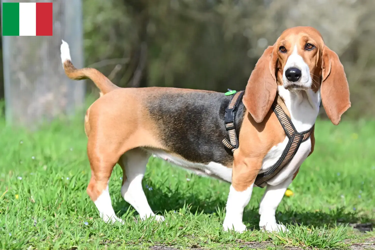 Read more about the article Basset Hound hodowcy i szczenięta w Włochy
