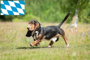 Read more about the article Hodowcy i szczenięta Basset Hound w Bawaria